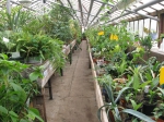 Экспозиция оранжерейных растений (04)